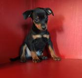 Pinscher nano Pinschernano1.jpg