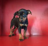 Pinscher nano Pinschernano12.jpg