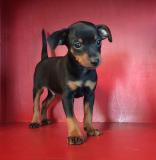 Pinscher nano Pinschernano123.jpg