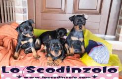 Pinscher nano Pinschernano1234.jpg