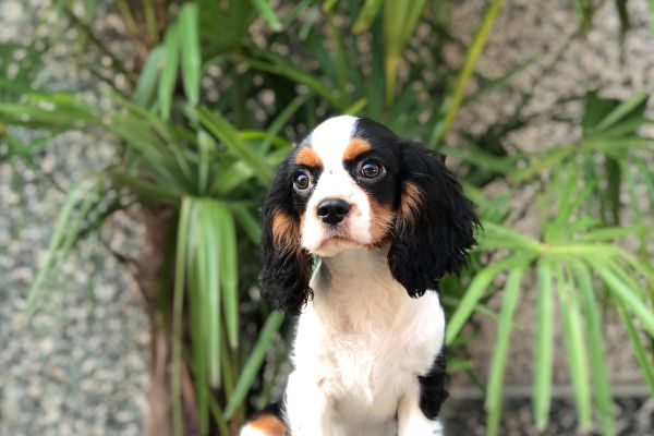 cavalier king cavalierking1.jpg