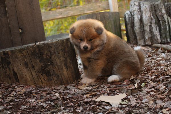 Akita-inu con pedigree akitainuconpedigree-68ff219fdad0b.jpeg