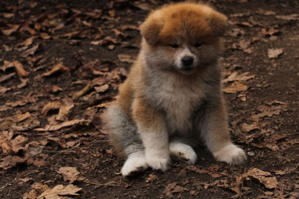 Akita-inu con pedigree akitainuconpedigree-690e605f6d3e3.jpeg