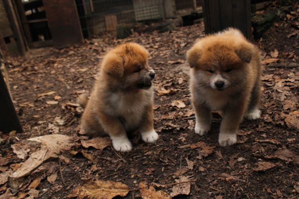 Akita-inu con pedigree akitainuconpedigree-690eeb32953b9.jpeg