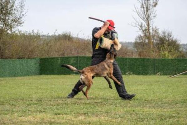 Pastore Belga Malinois femmina in vendita pastorebelgamalinoisfemminainv1.jpg