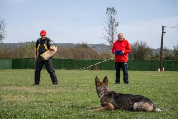 Pastore Belga Malinois femmina in vendita pastorebelgamalinoisfemminainv123.jpg