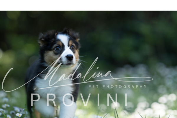 Australian Shepherd in vendita australianshepherdinvendita-680be2ed992f0.png