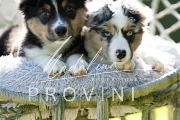 Australian Shepherd in vendita australianshepherdinvendita-680be2f14f785.png