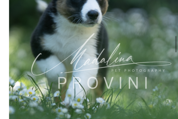 Australian Shepherd in vendita australianshepherdinvendita-680be2f29fd5c.png