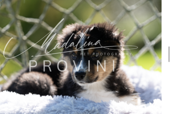 Australian Shepherd in vendita australianshepherdinvendita-680be2f400fbb.png