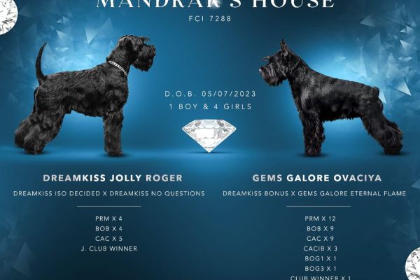 Schnauzer nano Cuccioli schnauzernanocuccioli.jpg