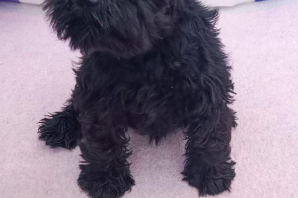 Schnauzer nano Cuccioli schnauzernanocuccioli123.jpg