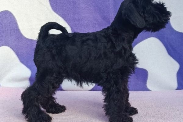 Schnauzer nano Cuccioli schnauzernanocuccioli1234.jpg
