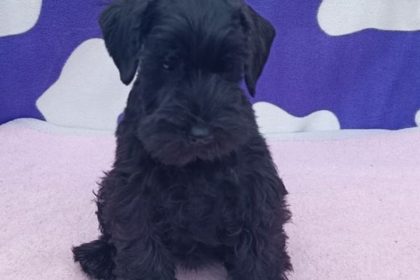 Schnauzer nano Cuccioli schnauzernanocuccioli12345.jpg
