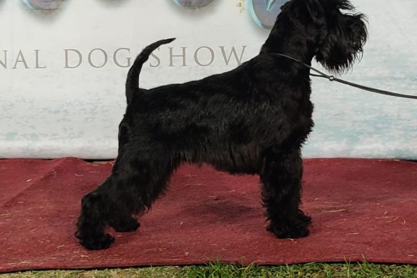 Schnauzer nano Cuccioli schnauzernanocuccioli1234567.jpg