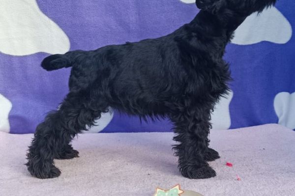 Schnauzer nano Cuccioli schnauzernanocuccioli12345678.jpg