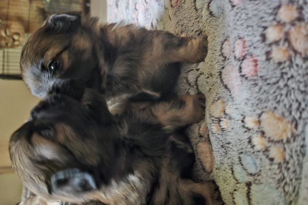 Cuccuioli mix chihuahua cuccuiolimixchihuahua.jpg