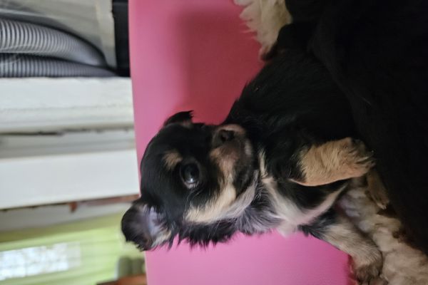 Cuccuioli mix chihuahua cuccuiolimixchihuahua12.jpg