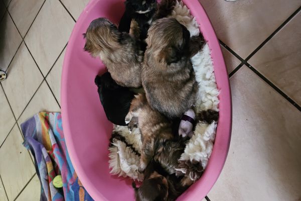Cuccuioli mix chihuahua cuccuiolimixchihuahua1234.jpg