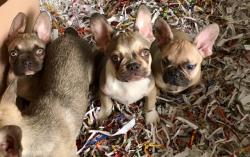 bouledogue francese grey found bouledoguefrancesegreyfound.jpg