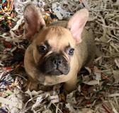 bouledogue francese grey found bouledoguefrancesegreyfound1.jpg