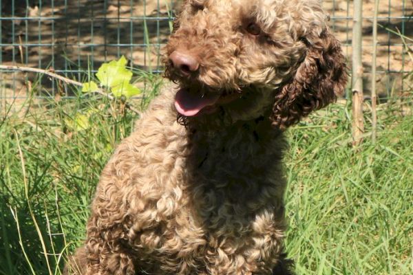 Lagotto romagnolo - maschio adulto 1 lagottoromagnolomaschioadulto1.jpg