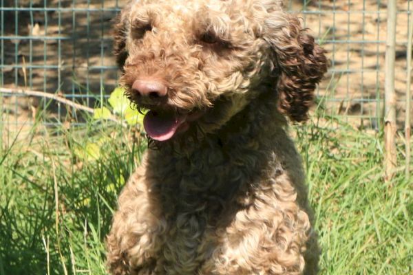 Lagotto romagnolo - maschio adulto 1 lagottoromagnolomaschioadulto11.jpg