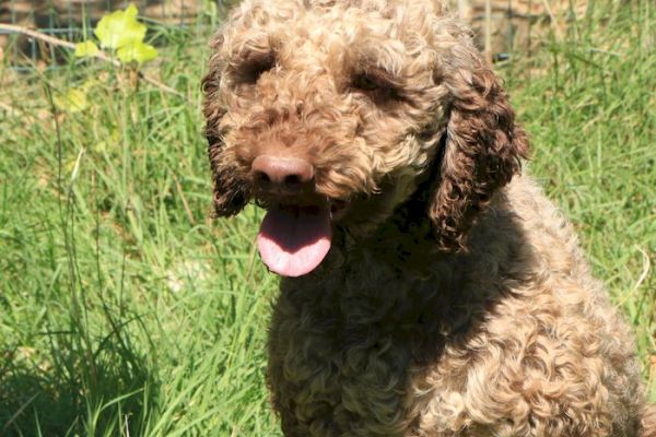 Lagotto romagnolo - maschio adulto 1 lagottoromagnolomaschioadulto112.jpg