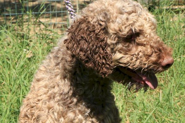 Lagotto romagnolo - maschio adulto 1 lagottoromagnolomaschioadulto1123.jpg