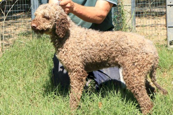 Lagotto romagnolo - maschio adulto 1 lagottoromagnolomaschioadulto112345.jpg