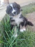 Cuccioli pastore australiano con pedigree Cucciolipastoreaustralianoconpedigree.jpg