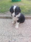 Cuccioli pastore australiano con pedigree Cucciolipastoreaustralianoconpedigree1.jpg