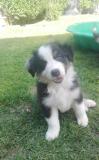 Cuccioli pastore australiano con pedigree Cucciolipastoreaustralianoconpedigree12.jpg