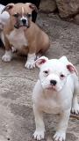 American Bully pocket AmericanBullypocket.jpg