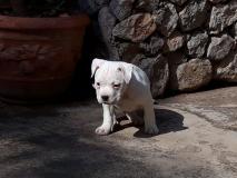 American Bully pocket AmericanBullypocket1.jpg