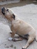 American Bully pocket AmericanBullypocket1234.jpg