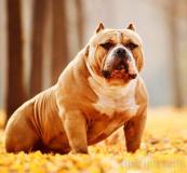 American Bully pocket AmericanBullypocket12345.jpg