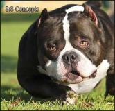 American Bully pocket AmericanBullypocket123456.jpg