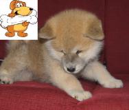 akita inu giapponese akitainugiapponese.jpg