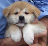 akita inu giapponese akitainugiapponese1.jpg