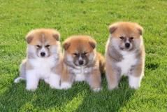 akita inu giapponese akitainugiapponese12.jpg