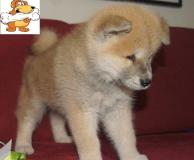 akita inu giapponese akitainugiapponese123.jpg