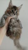 Maine Coon MaineCoon1.jpg