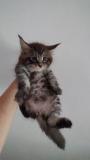 Maine Coon MaineCoon12.jpg