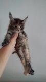 Maine Coon MaineCoon123.jpg