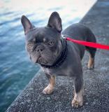 Cuccioli bulldog francese Cucciolibulldogfrancese-5efb2ae5daa56.jpg Cuccioli bulldog francese Cucciolibulldogfrancese-5efb2ae5daa56.jpg