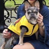 Cuccioli bulldog francese Cucciolibulldogfrancese-5efb2ae651c69.jpg Cuccioli bulldog francese Cucciolibulldogfrancese-5efb2ae651c69.jpg