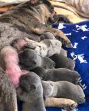 Cuccioli bulldog francese Cucciolibulldogfrancese-5efb2ae6d2d3c.jpg Cuccioli bulldog francese Cucciolibulldogfrancese-5efb2ae6d2d3c.jpg