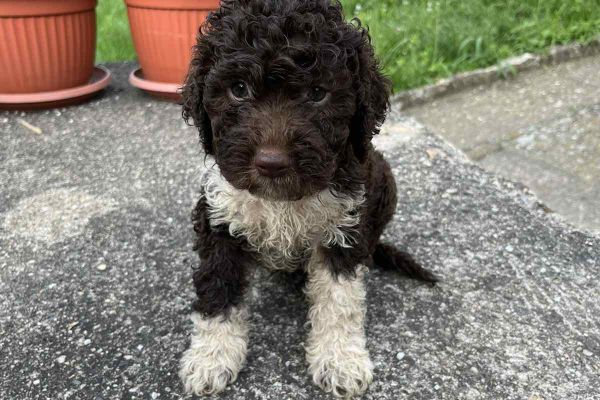 Lagotto Romagnolo cuccioli lagottoromagnolocuccioli123.jpg