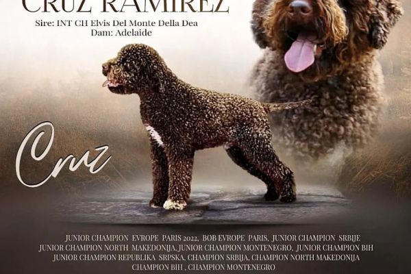 Lagotto Romagnolo cuccioli lagottoromagnolocuccioli12345678.jpg
